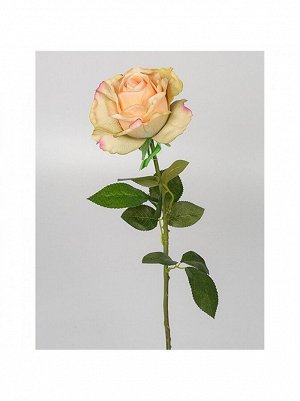 Роза Принц 70 см1 шт цв кремовый