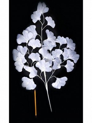 Ветка с листьями Гинкго 65 см цвет белый HS-24-3
