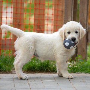 Игрушка пищащая для собак из латекса "Футбол", 7 см, серая