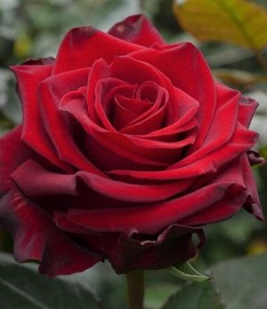 Роза Лаура Новинка	Красная; 	
Крупный темно-красный цветок, бархатистый. Бокал высокий, красиврой формы. Стебель практически без шипов. Куст мощный, высотой 80-120 см. Сорт хорош в срезке и на клумбе.
