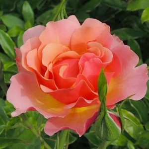 Обрезка Обрезка
Лучшим временем для полноценной обрезки  роз считается весна: как только начинают набухать почки, розоводы берутся за секаторы.  Важно знать, на каких побегах роза образует цветки: на 