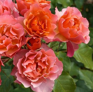 Обрезка Обрезка
Лучшим временем для полноценной обрезки  роз считается весна: как только начинают набухать почки, розоводы берутся за секаторы.  Важно знать, на каких побегах роза образует цветки: на 