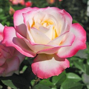 Ламинуэт Laminuette ,  Селекция Walter Lammerts
Зона морозостойкости (зимостойкость)	6 (до -23С)
Роза Ламинуэт флорибунда, Imperial Rose Эта красивая двуцветная роза была выведена в качестве срезочной