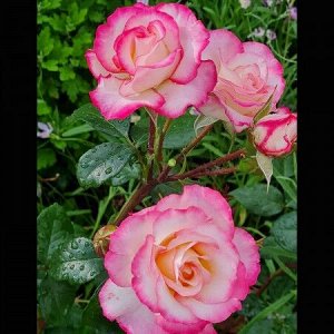 Ламинуэт Laminuette ,  Селекция Walter Lammerts
Зона морозостойкости (зимостойкость)	6 (до -23С)
Роза Ламинуэт флорибунда, Imperial Rose Эта красивая двуцветная роза была выведена в качестве срезочной