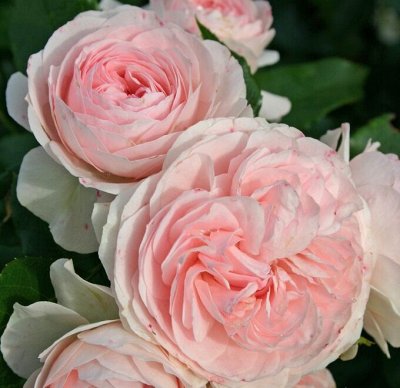 Прекрасные розы из питомника Топалович