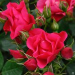 Прекрасные розы из питомника Топалович! Коллекция 2024