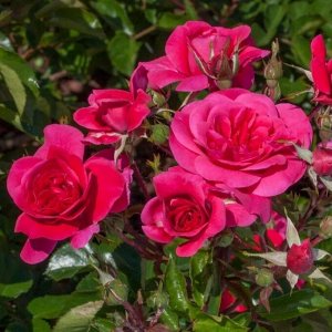 Сангриа Sangria ,  Селекция Meilland
Зона морозостойкости (зимостойкость)	6 (до -23С)
Роза Сангрия флорибунда, Топалович - Густомахровые цветки (более 100 лепестков) имеют вид двухъярусной розетки и с