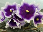 Фиалка ПТ-Королевская Шпинель