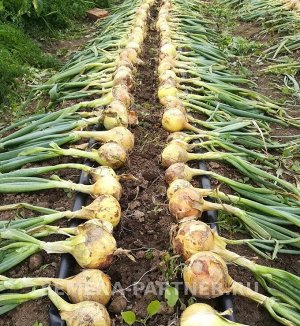 Агрофирма Партнёр Лук репчатый Кантри F1