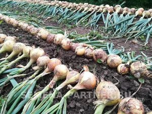 Агрофирма Партнёр Лук репчатый Кантри F1