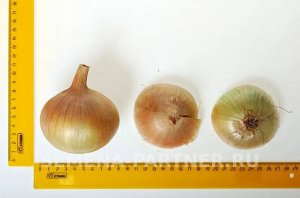 Агрофирма Партнёр Лук репчатый Кантри F1