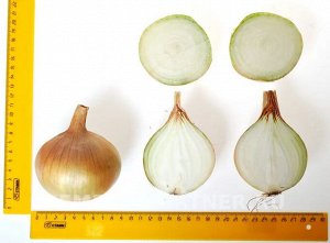 Агрофирма Партнёр Лук репчатый Кантри F1