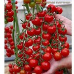 🌷 Семена Партнёр. Перцы, баклажаны, томаты - урожай на 5