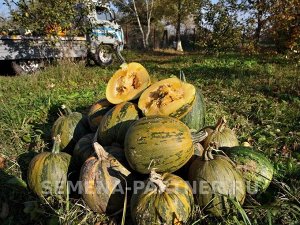 Тыква Даная