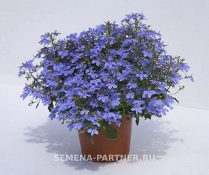 Лобелия каскадная Ривьера Марине Блю