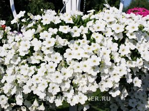 Петуния "Зацветёт" Long Айс Квин F1 многоцветковая ампельная
