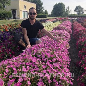 Петуния "Итальянка" Анита F1 каскадная розовая