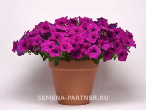 Петуния "Изи Вэйв" Виолет F1 каскадно-ампельная
