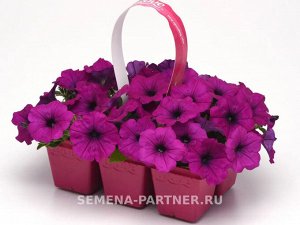 Петуния "Изи Вэйв" Виолет F1 каскадно-ампельная
