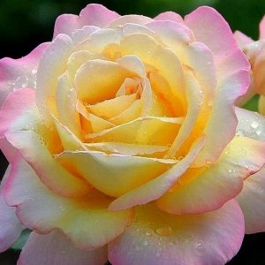 Глория Дей Gloria Dei ,  Селекция Meilland
Зона морозостойкости (зимостойкость)	6 (до -23С)
Роза Глория Дей чайно-гибридная - Махровые розы с уникальным сочетанием лимонно-желтого и розового цветов – 