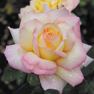 Глория Дей Gloria Dei ,  Селекция Meilland
Зона морозостойкости (зимостойкость)	6 (до -23С)
Роза Глория Дей чайно-гибридная - Махровые розы с уникальным сочетанием лимонно-желтого и розового цветов – 