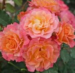 Розы из питомника Топалович