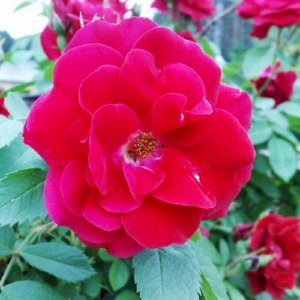 Хеллоу Hello ,  Селекция Meilland
Зона морозостойкости (зимостойкость)	6 (до -23С)
Роза Хеллоу почвопокровная. Формирует компактный куст до 60 см высотой, сплошь усыпанный цветками. Густомахровые цвет
