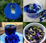 Синий чай – чай из цветов Клитории 50 грамм, весовой