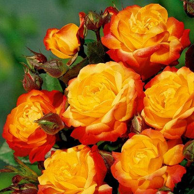 Прекрасные розы из питомника Топалович! Предзаказ весна 2024