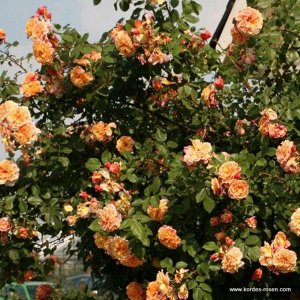 Алоха Aloha,  Селекция Kordes
Зона морозостойкости (зимостойкость)	5 (до -29С)
Роза Алоха плетистая  - Цветки густомахровые, очень ароматные, теплого розового цвета с более темной оборотной стороной л