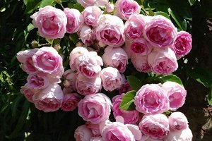 Ясмина Jasmina ,  Селекция Kordes
Зона морозостойкости (зимостойкость)	6 (до -23С)
Роза Жасмина плетистая  - Цветки густомахровые, очень ароматные, теплого розового цвета с более темной оборотной стор