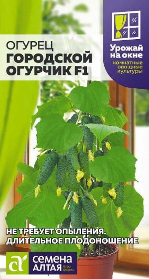Огурец Городской Огурчик F1/Сем Алт/цп 5 шт. УРОЖАЙ НА ОКНЕ!