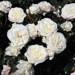 Роза Aspirine Rose