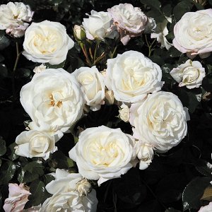 Роза Aspirin Rose = Tanirispa