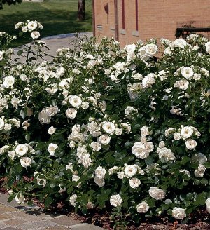 Роза Aspirin Rose = Tanirispa