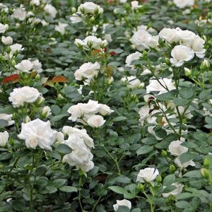 Роза Aspirin Rose = Tanirispa