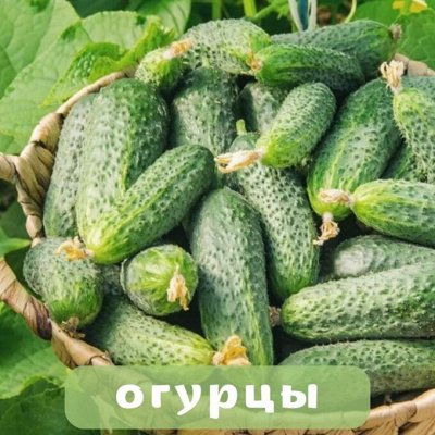 Огурец - Семена Алтая. Богатый выбор овощных и цветочных семян. Семена ...