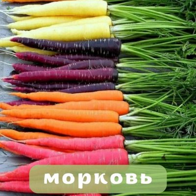 Семена Алтая. Богатый выбор овощных и цветочных семян. Семена овощей ...