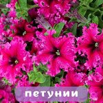 Петуния, фриллитуния, калибрахоа