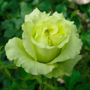 Роза Лимбо Новинка	Жёлтая; 
Лаймово-желтая роза, с гофрированными лепестками. Цветки диаметром 8-10 см. Аромат легкий. Кусты высотой до 80 см, практически лишены шипов. Листва крупная, глянцевая. Повт