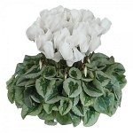 4 Цикламен Halios Decora Blanc