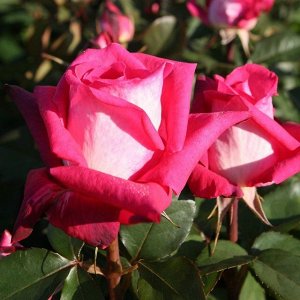 Роза Acapella
