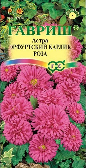 Цветы Астра Эрфуртский карлик Роза ЦВ/П (ГАВРИШ) 0,3гр однолетник до 30см