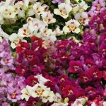 Серия Элитная клумба