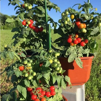 🌸 Семена Партнёр. Салаты, редис, огурцы - свежие семена — Что вырастить на подоконнике?