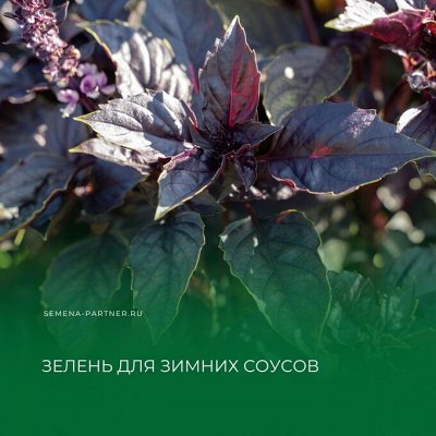 🌷 Цветы от Партнёра — большой выбор Свежих семян — Зелень для зимних соусов