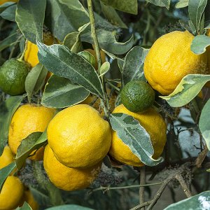 Цветочный дворик Помиранец amaro вариегатный (горький апельсин)