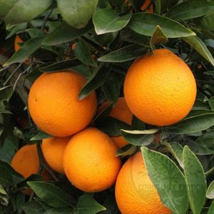 Апельсин Торокко