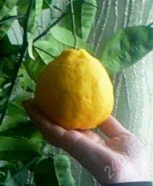 Апельсин Золото Колчака