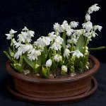 Сцилла cибирская Альба